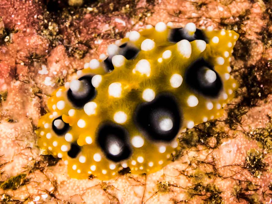 Phyllidia ocellata